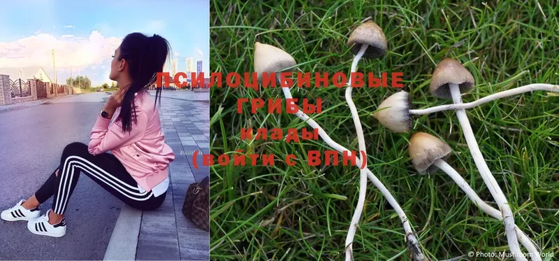 ссылка на мегу как войти  Кореновск  Псилоцибиновые грибы Psilocybe  наркошоп 